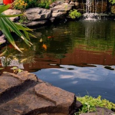 Garden pond